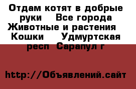 Отдам котят в добрые руки. - Все города Животные и растения » Кошки   . Удмуртская респ.,Сарапул г.